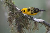 Golden Tanager (Tangara arthus) photo