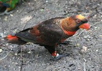 Dusky Lory - Pseudeos fuscata