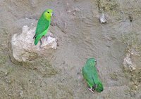 Dusky-billed Parrotlet - Forpus sclateri