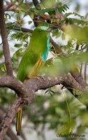 Blue-bearded Bee-eater - Nyctyornis athertoni