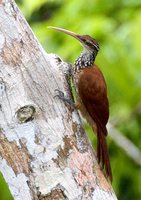 Long-billed Woodcreeper - Nasica longirostris