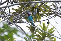 Spangled Cotinga - Cotinga cayana