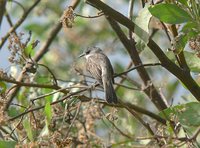 River Tyrannulet - Serpophaga hypoleuca