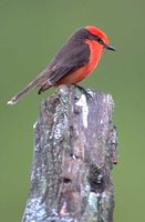 Vermilion Flycatcher - Pyrocephalus rubinus