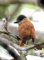 Rose-throated Becard - Pachyramphus aglaiae