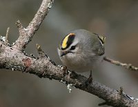 Golden-crowned Kinglet - Regulus satrapa