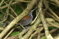 Riverside Wren - Thryothorus semibadius