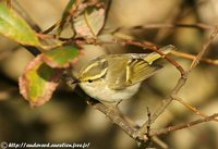 Lemon-rumped Warbler - Phylloscopus proregulus