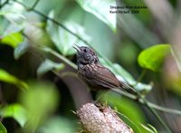 Streaked Wren-Babbler - Napothera brevicaudata