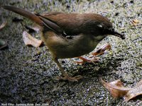 White-browed Scrubwren - Sericornis frontalis