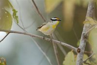 Striated Pardalote - Pardalotus striatus