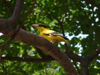 Black-naped Oriole - Oriolus chinensis