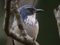 Western Scrub-Jay - Aphelocoma californica