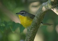 Yellow-breasted Chat - Icteria virens