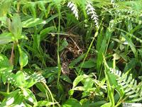 Black-striped Sparrow - Arremonops conirostris