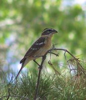 Black-headed Grosbeak - Pheucticus melanocephalus