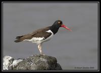 American Oystercatcher  2