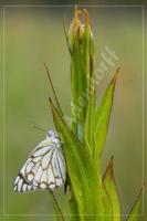 Belenois aurota, Pieridae