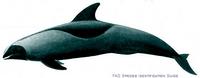 Melon-Headed Whale, Peponocephala electra at MarineBio.org