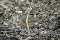 Gr Turdus obscurus Foto: Lennart Risberg