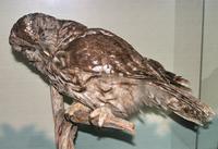 긴점박이올빼미  Ural owl   Strix uralensis