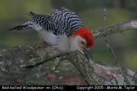 Red-bellied Woodpecker (male) - Ohio