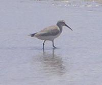 Curlew Sandpiper