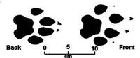 Picture of Cheetah spoor including scale