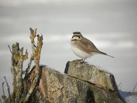 Shore Lark (Eremophila alpestris)