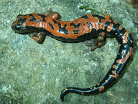 : Bolitoglossa lincolni