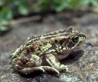 : Bufo kerinyagae