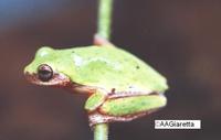 : Dendropsophus rubicundulus
