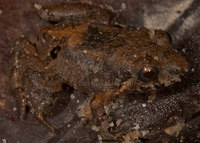 : Eleutherodactylus nigrovittatus