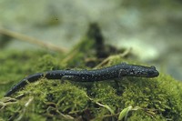 : Plethodon glutinosus; Northern Slimy Salamander