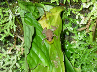 : Pristimantis diastema