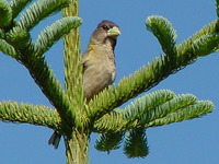 : Coccothraustes vespertinus; Evening Grosbeak