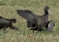 : Plegadis chihi; White-faced Ibis