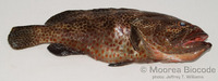 : Epinephelus tauvina