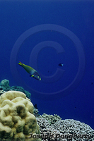 : Thalassoma lutescens; Sunset Wrasse;