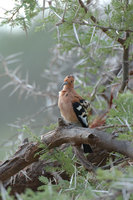 : Upupa africana; African Hoopoe