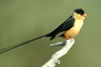 : Vidua regia; Shaft-tailed Whydah