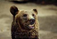 : Ursus arctos spp. horribilis; American Brown Bear