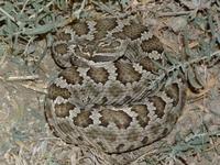 : Crotalus oreganus; Western Rattlesnake