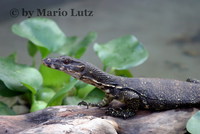 : Varanus salvator marmoratus; Water Monitor