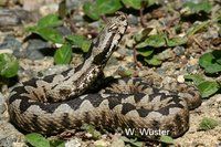 : Vipera ammodytes; Long-nosed Viper