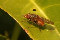 : Rhingia campestris