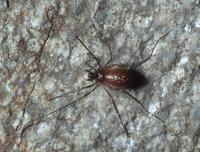 : Taracus sp.; Harvestman