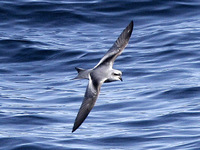 Fork-tailed Storm Petrel. 30 September 2006. Photo by Angus Wilson