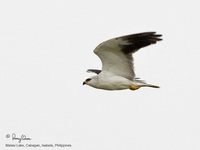 Black-shouldered Kite Scientific name - Elanus caeruleus