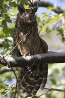 Tawny Fish Owl